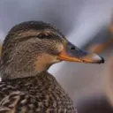🦆💨