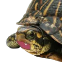 🐢แม่น้ำเต่า🐢