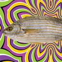 Sarpa Salpa 🐟