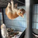 Которепости