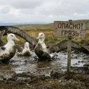 Смотрящий за стойлом