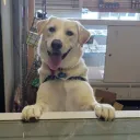 The Vault Game Store