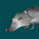 Rat Hole