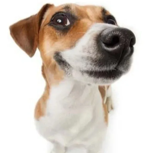 Будка — мониторинг Discord сервера, статистика и рейтинг