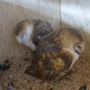 The Hoot House