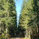 KSasquatch's Forest