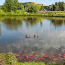 Duck Pond Server Icon