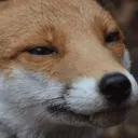 suffering