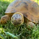 Tortoise Burrow