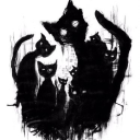 night cat