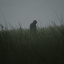 Discovery icon for Lushfoil Photography Sim Discord server