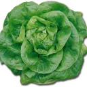 DIY Hydroponics
