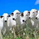 🐄・Reino dos Gados