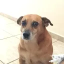 Servidô Du Stel