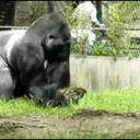 APE NATION