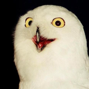 The Owls Nest 2 Discord Server Logo