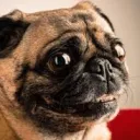 Lewi PUG