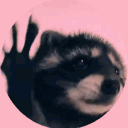 Raccoon Squad
