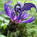 DRAGONFLOWER 2