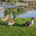 The Pond