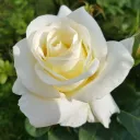 White Rose Rebellion