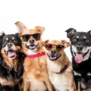 DogPile!