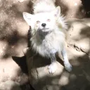 いろはにほへとちりぬるを