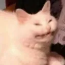 Cat boi inc