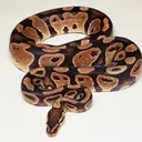 Inverts & Herps