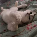 qoqsik Discord Server Icon