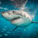 No2Shark Stream