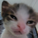 Discovery icon for Karuta Cove Discord server