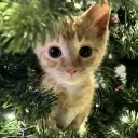 Floof Valley Discord Server Icon