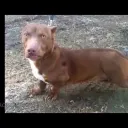 Cachorro Rebaixado
