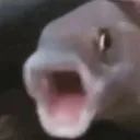 Doggo's shit pit