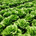 Lettucelanguage's Community's icon