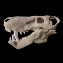 Phanerozoic Era - Paleontology + Zoology