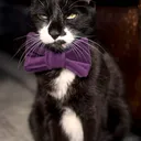 Toothycat
