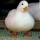 Duck Lovers