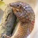 Pangolin's Burrow