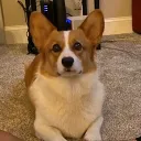 RehlapzZ