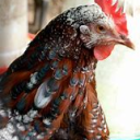 ð“•ð“®ð“ªð“½ð“±ð“®ð“»ð“¼ â…‹ ð“‘ð“®ð“ªð“´ð“¼ // ð”¸ â„‚ð•™ð•šð•”ð•œð•–ð•Ÿ â„ð• ð•ð•–ð•¡ð•ð•’ð•ª Server Icon