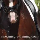 Integre Training Dressage