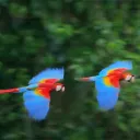 The Amazon