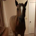 horse in the house