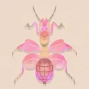 Orchid Mantis Organization 🌸