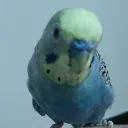 Bird lovers 🦜