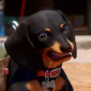 Doggo Club