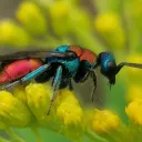 Fascinating Insects