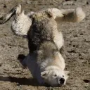 𝓜𝓮𝓵𝓮𝓻𝓲𝓽𝔂`s  Wolfshöhle
